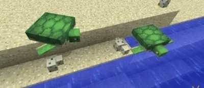 我的世界海龟怎么繁殖？